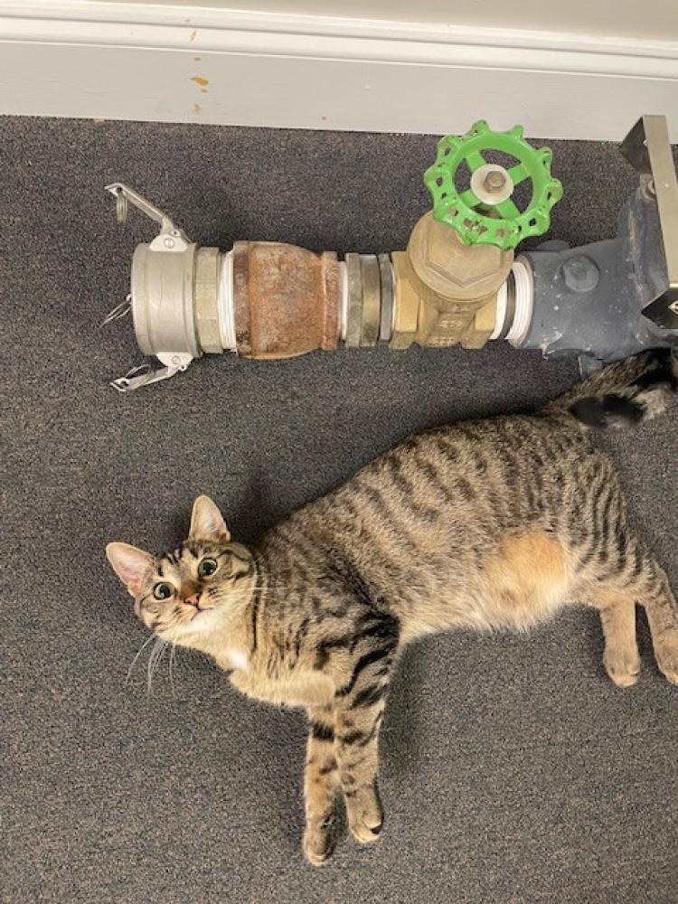 Meet our Office cat, Meter Reader. Meter for short! She was a stray the office adopted and spoiled.